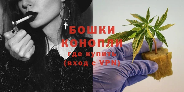прущие грибы Новозыбков